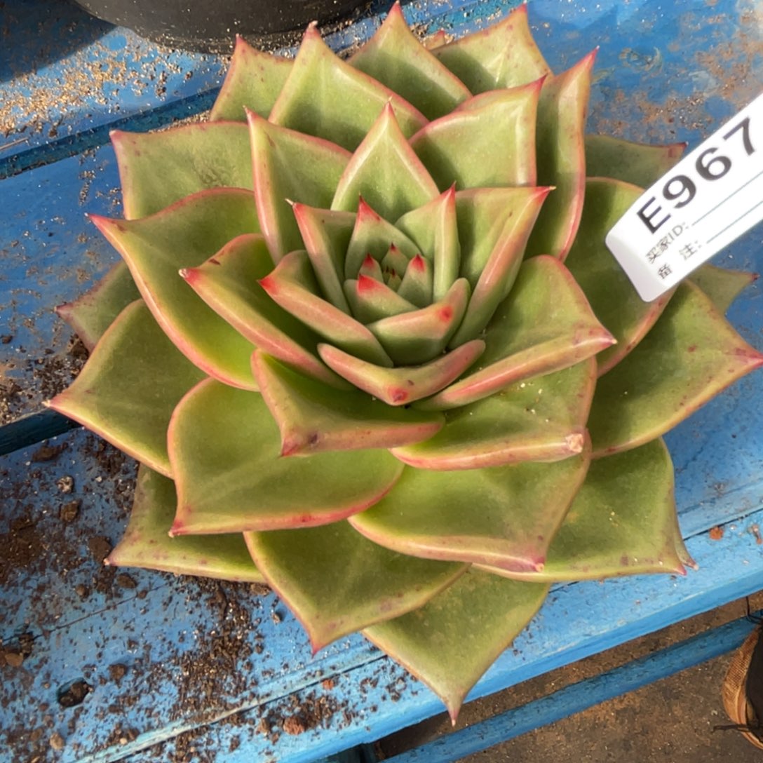 无花朵若如东云组拍E967