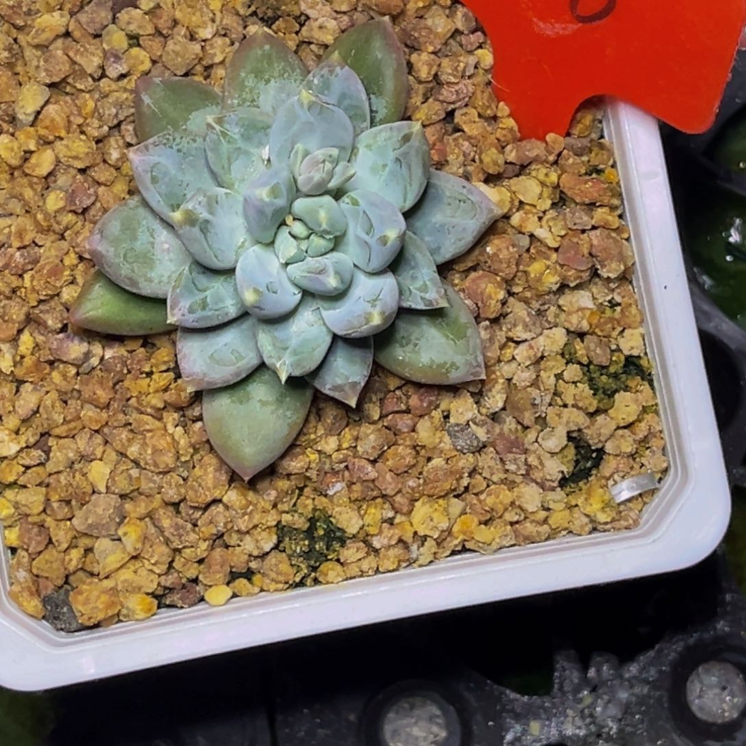 0018号晚上多肉植物群生多肉植物