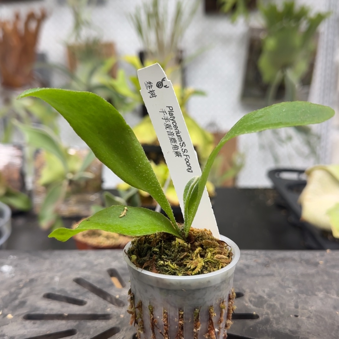 千手观音鹿角蕨孢子苗