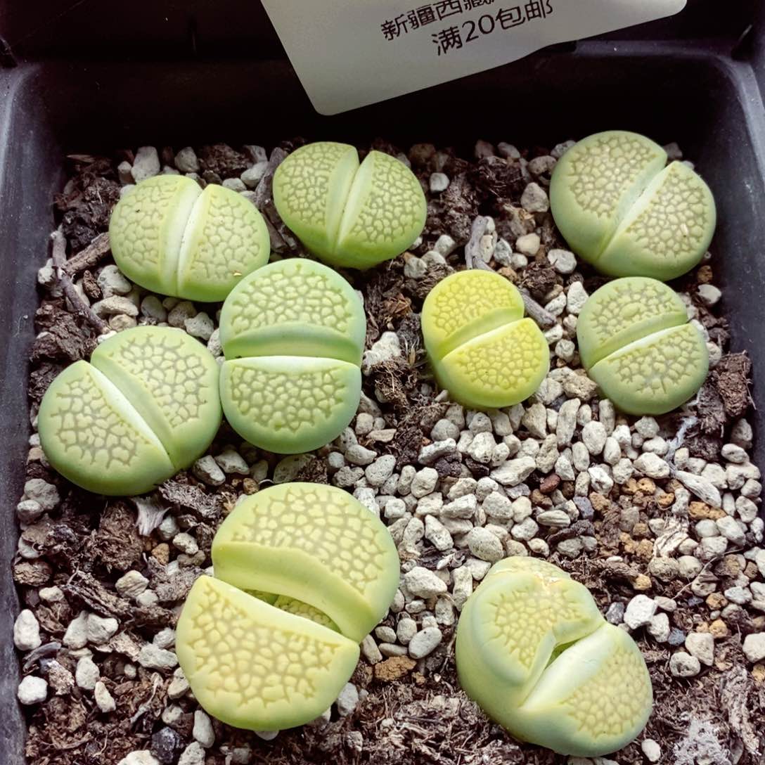 我的小姐姐们都是190