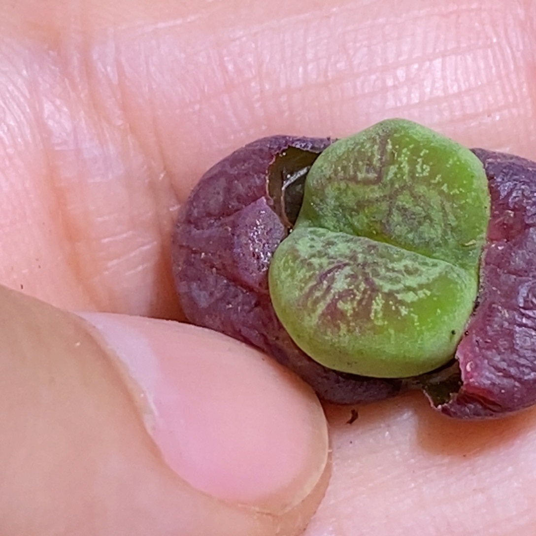 优选烟圈纹毛杂优选烟圈纹毛杂