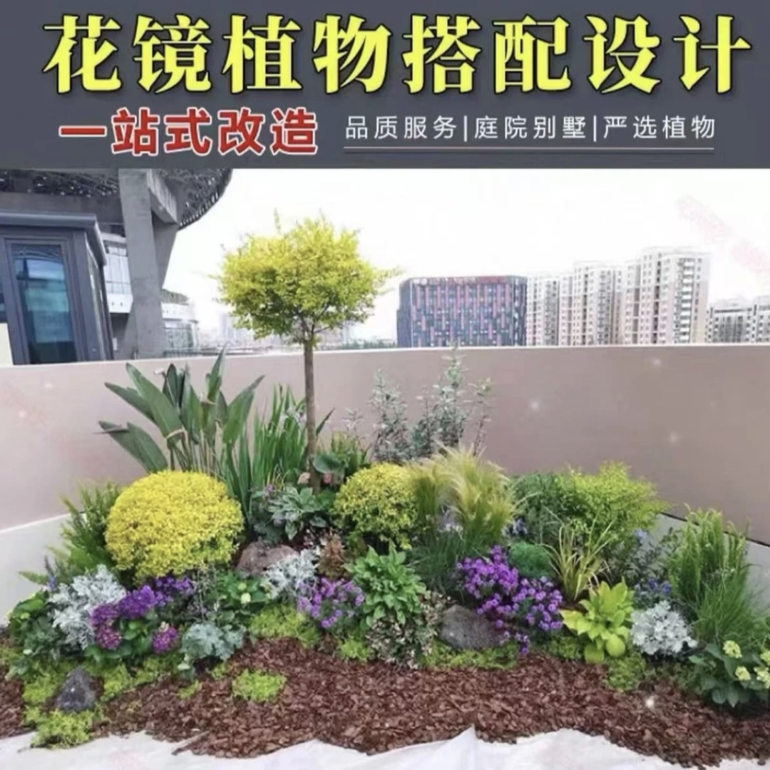 花镜植物搭配设庭院设计组合搭配耐寒耐热四季常青
