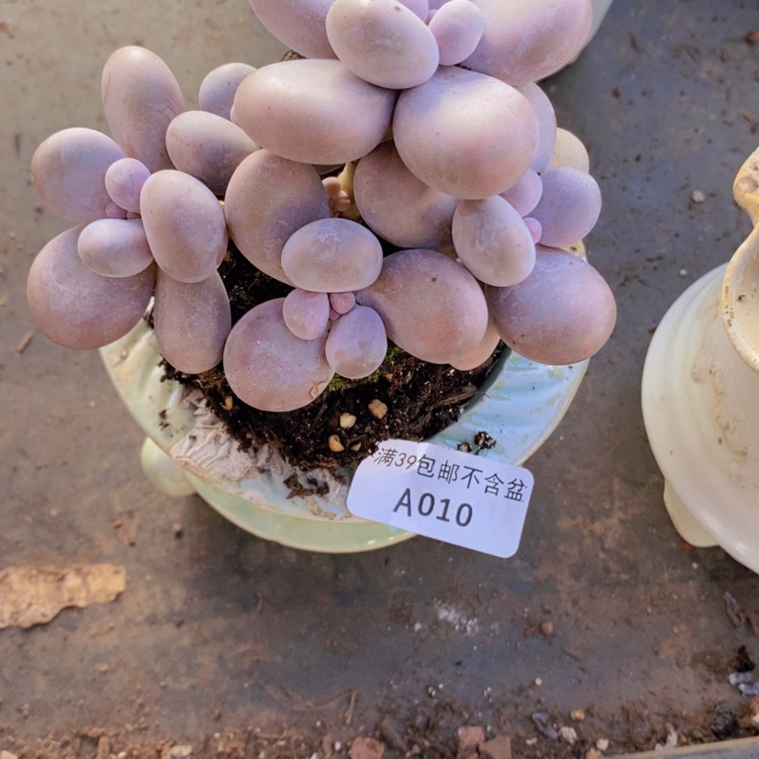 水光针奶酪8cm010多肉植物