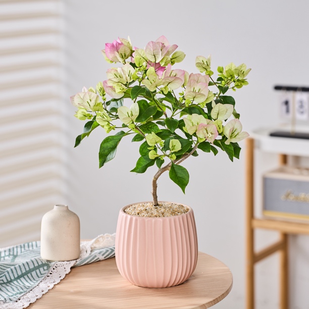 绿樱三角梅盆栽四季开花庭院勤花阳台花卉绿植微造型植物易活带花