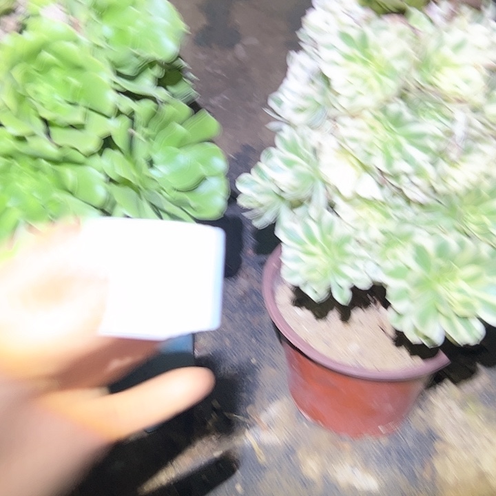 夜****不包侧枝一物一拍6