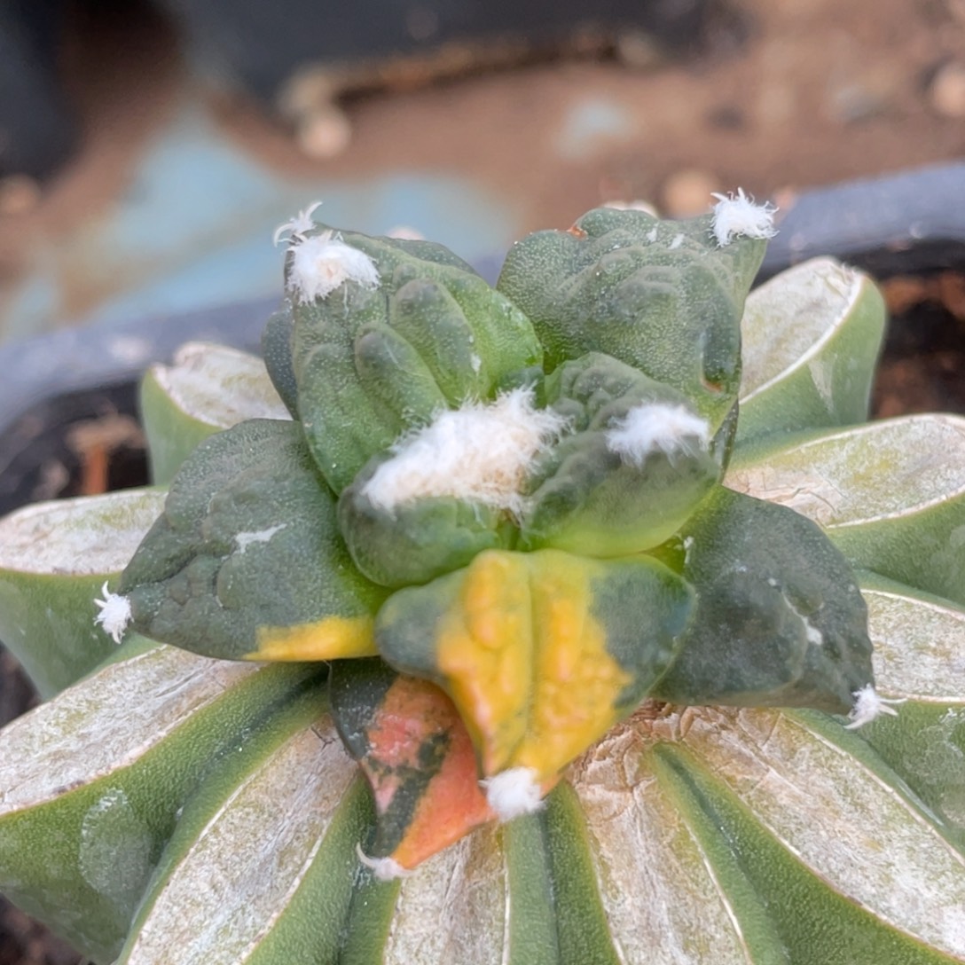 全部花朵怒锦 仙人球开花771