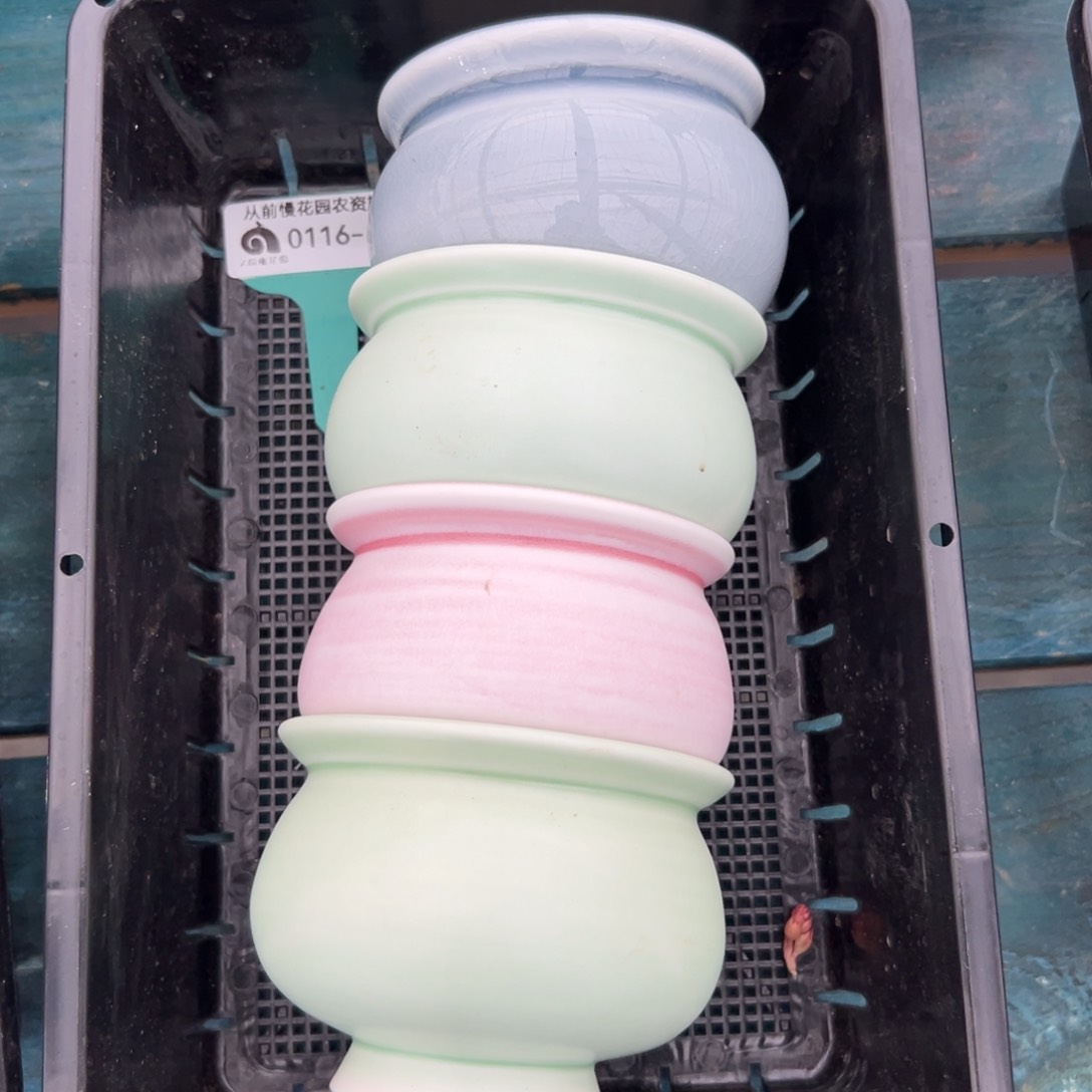 多肉精选编号0116.18