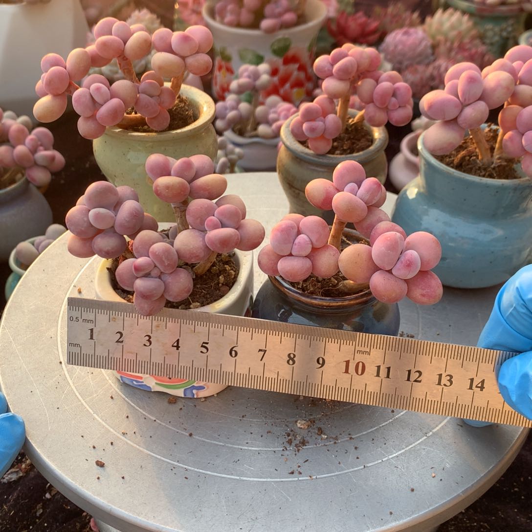 9***52颗带盆偏远地区不包邮的