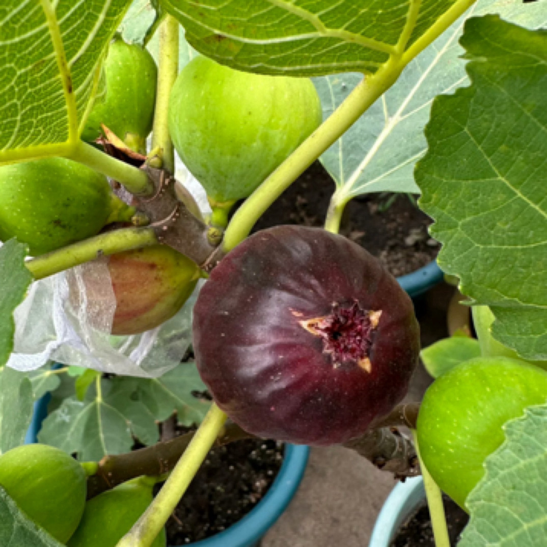 早熟丰产中华紫果无花果苗