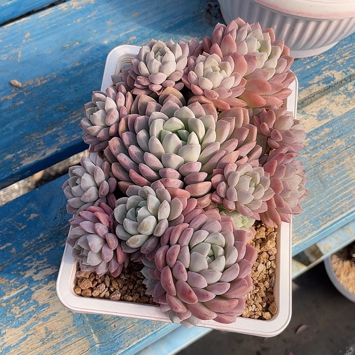 文***哒奶油啦啦啦啦啦啦