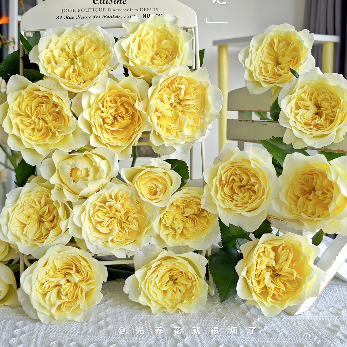  窒息10枝玫瑰 天冷鲜花地区拍保温不拍冻坏不售后