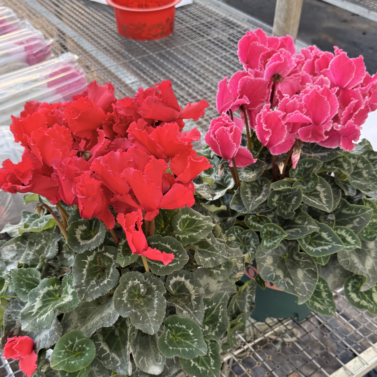 【中国红-姹紫嫣红】2加仑超大盆仙客来盆栽四季开花客厅阳台花卉