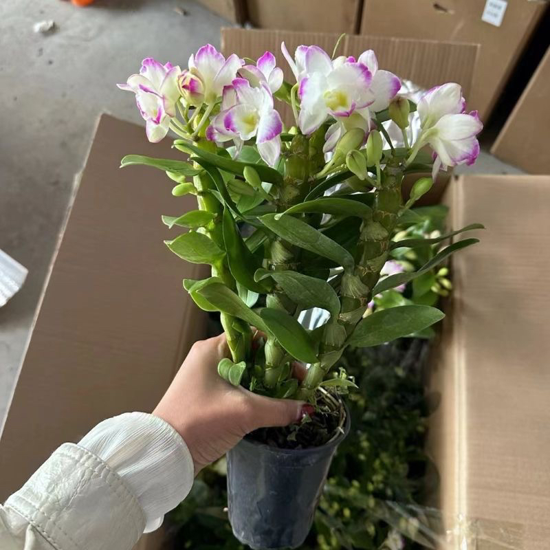 浪漫茉莉常年开花七彩香水庭院植物石斛兰水培盆栽带花苞发货