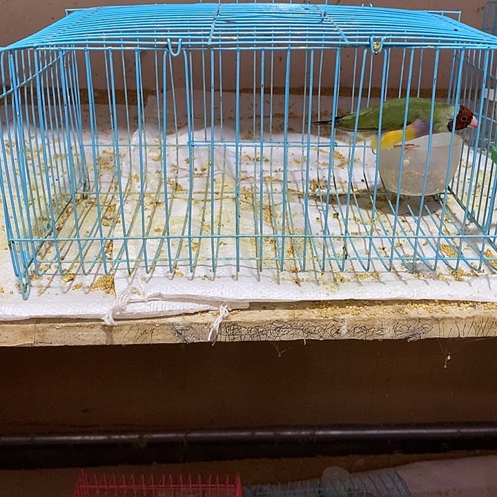 文鸟房*海普彩母一只，包活到家