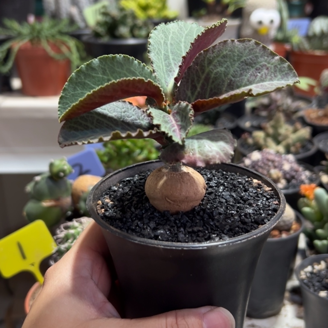 单腺麒麟锦带盆111111