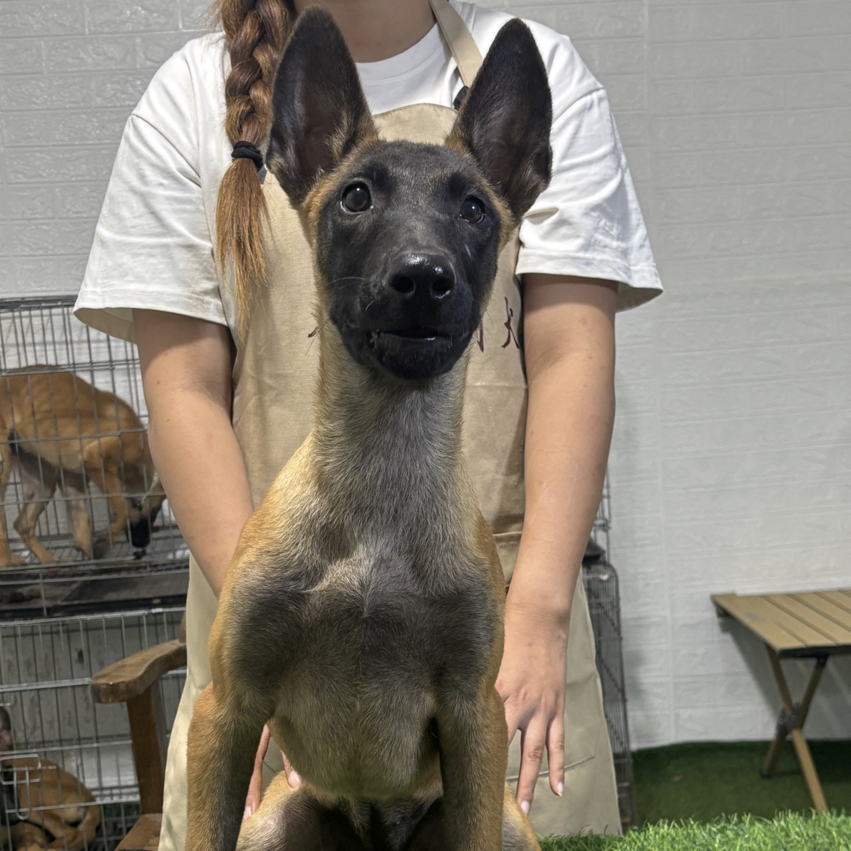 双血统马犬活体母