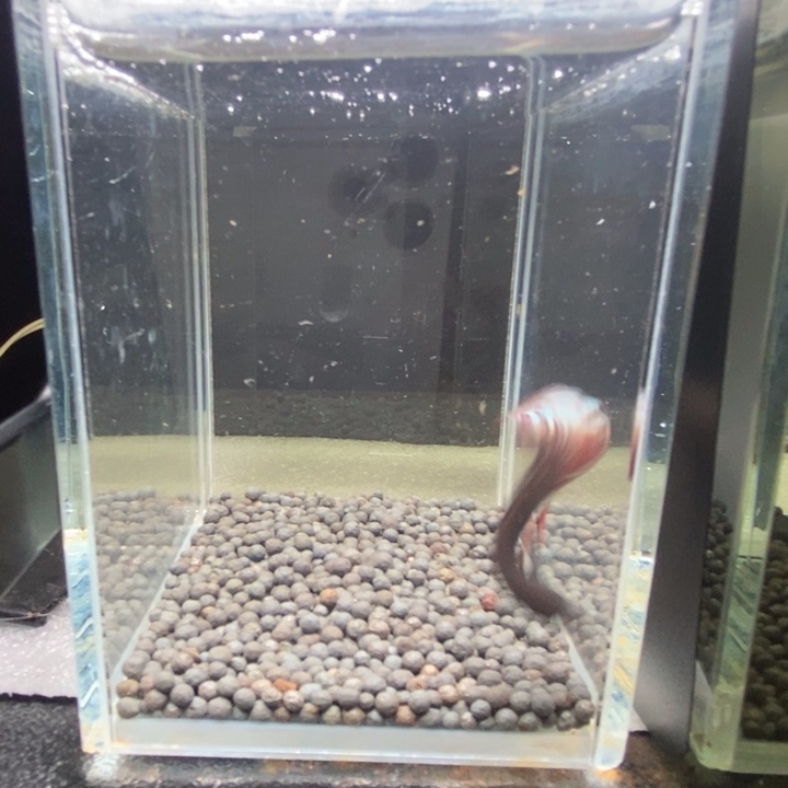 斗鱼泰国斗鱼426号