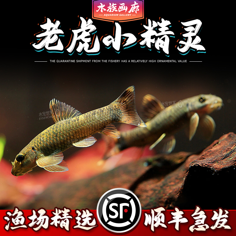 老虎小精灵鱼除藻工具鱼草缸清道夫清洁鱼热带鱼好养新手适用