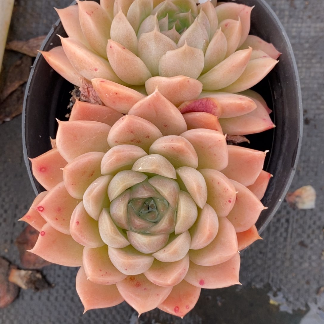 7573杂交多肉老桩