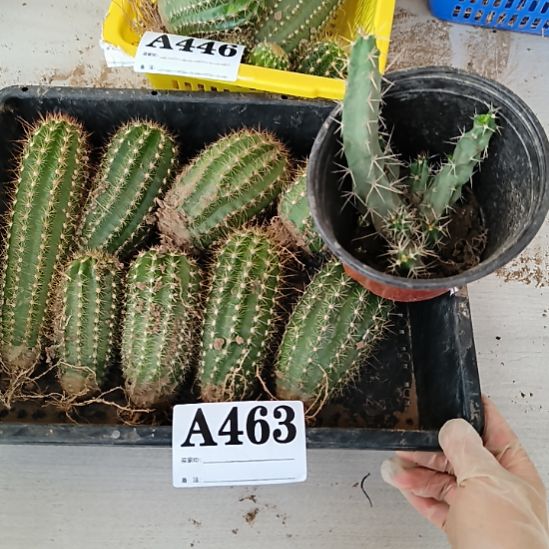当前无花栽培后可以开花463
