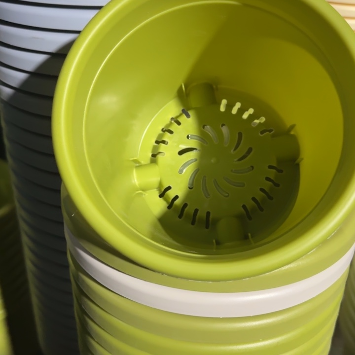 特价3号无托果绿10个