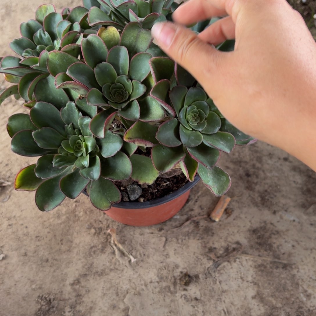 74多肉植物捧花的