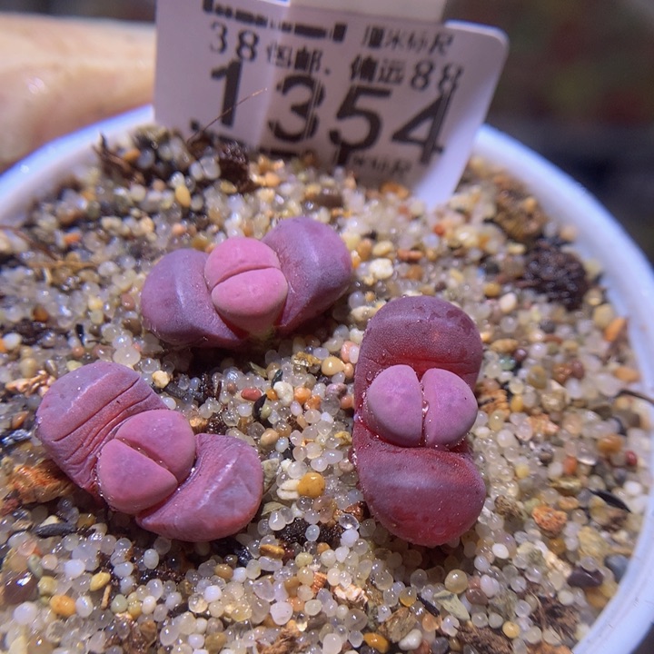 Sss精品生石花1354