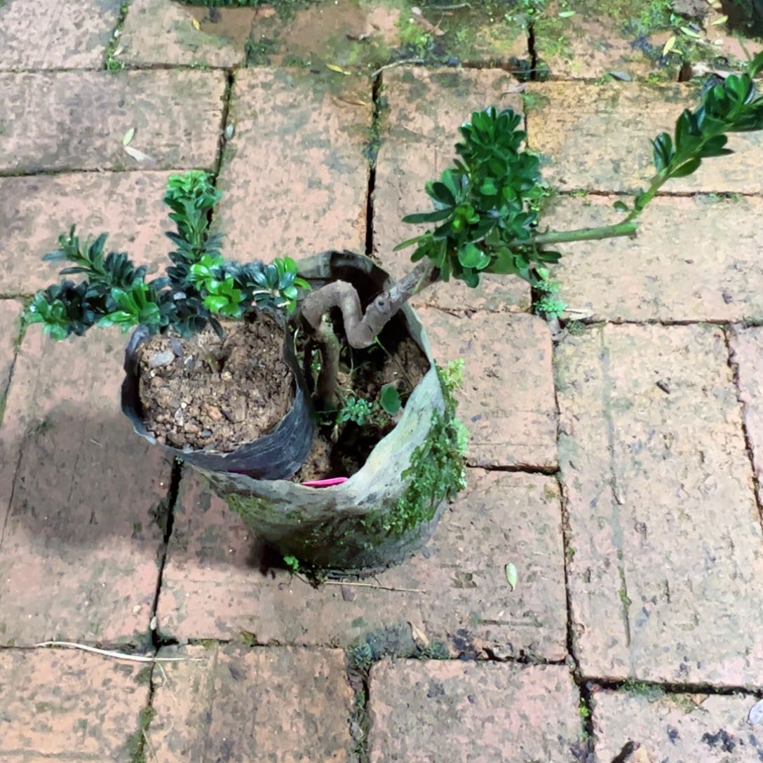 海***洋完全开放珍珠罗汉松盆景素材