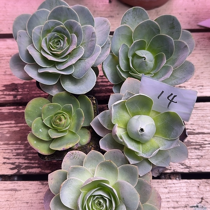 山地玫瑰一物一拍，带盆发14号