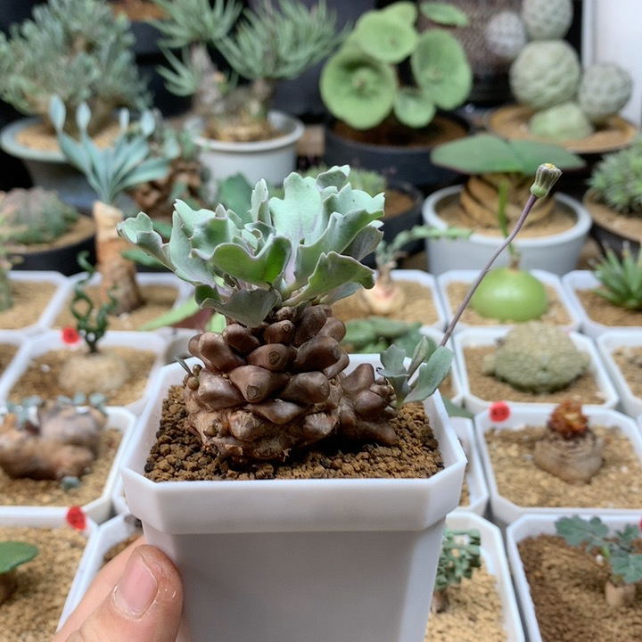 蛮鬼塔厚敦菊母本带盆