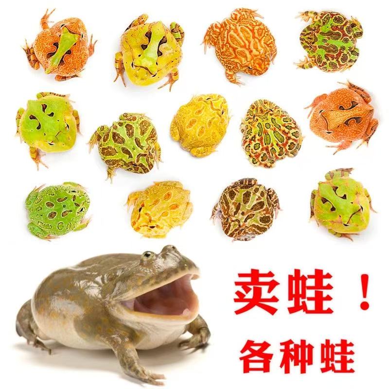 角蛙，霸王，钟角蛙，巴西角蛙挑选链接