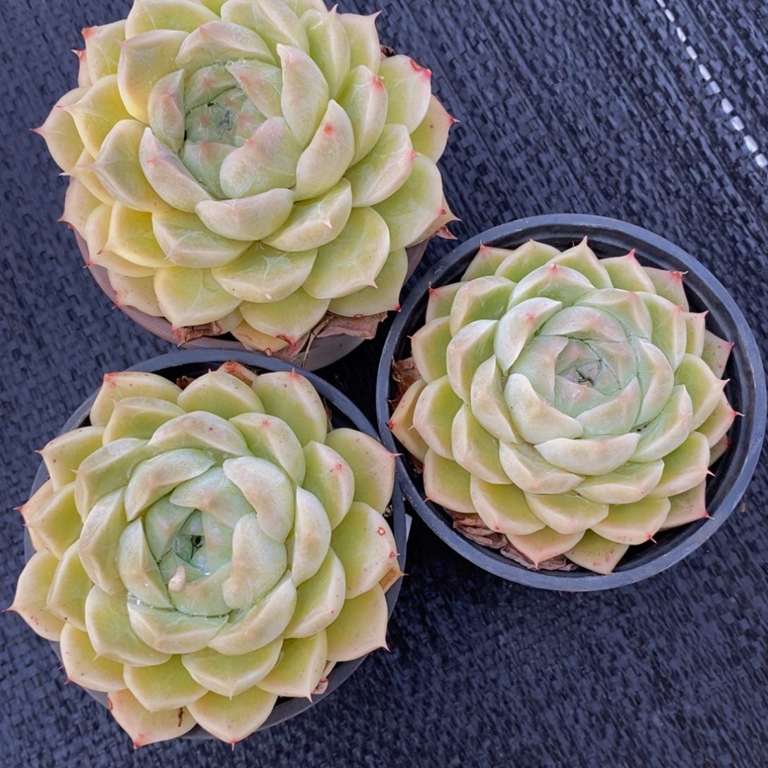 白月影单头三盆90杯