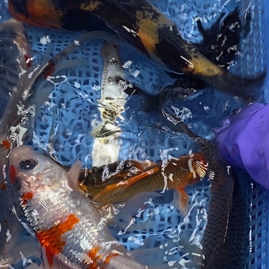 锦鲤冷水锦鲤包邮