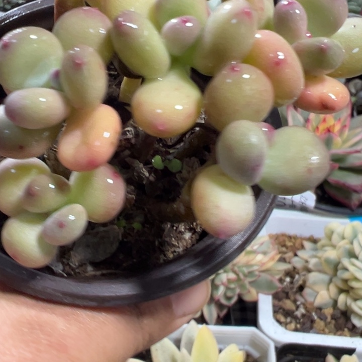 三日月奶酪多肉植物量