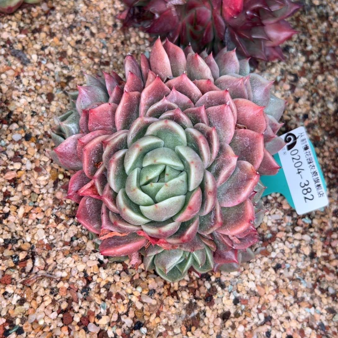 多肉一物一拍0204-382