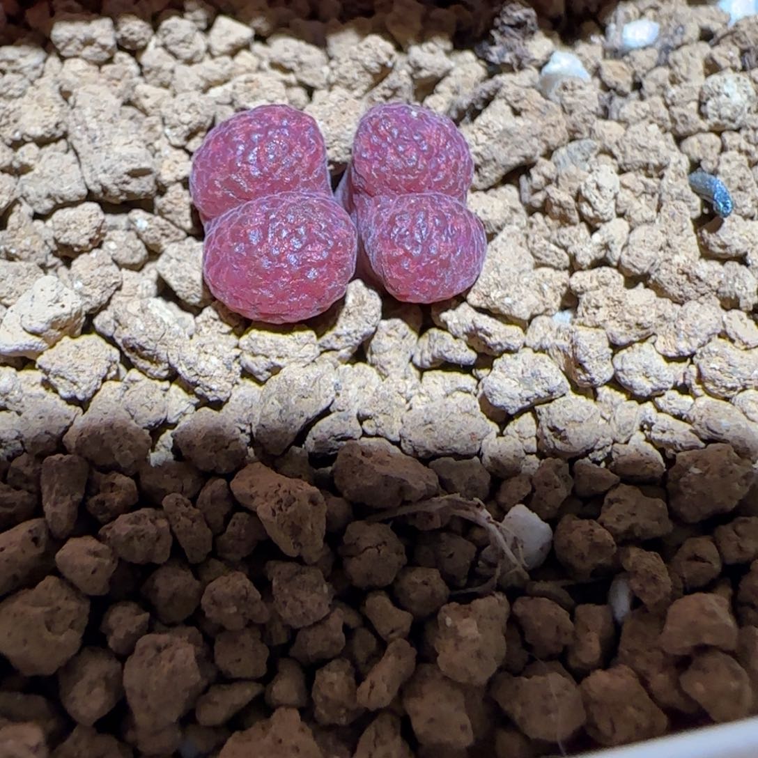 肉锥多肉植物百科-酒红勋章1357