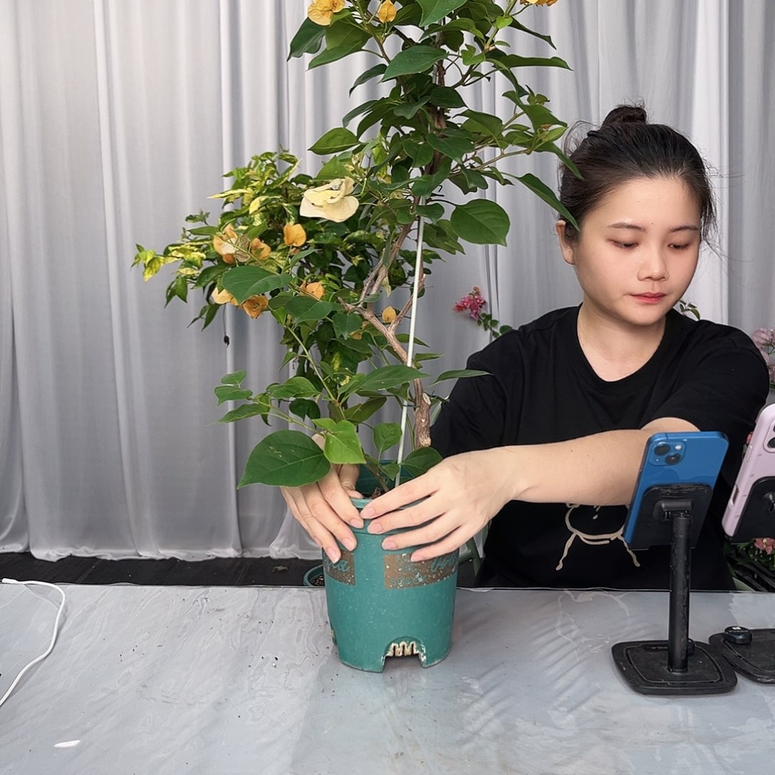 大部分开放少量花苞金色光辉带竹一颗