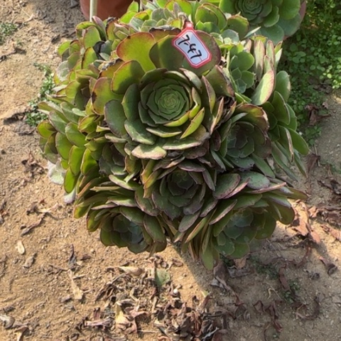 7-47万圣节多肉植物