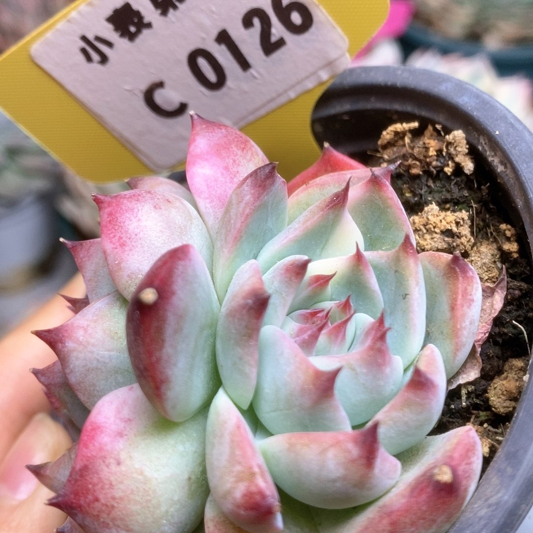 C126锦锦锦锦锦锦锦