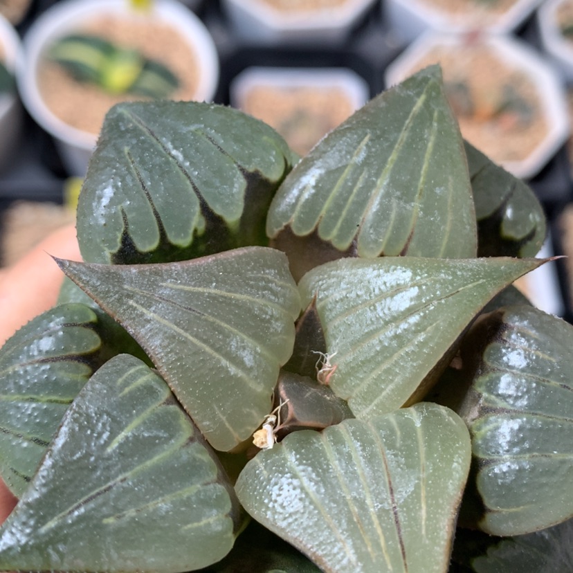 【闪购商品】媚凤折优随机发货