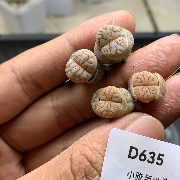 D635多肉植物保护