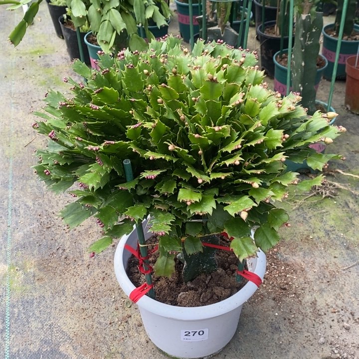 当前无花栽培后可以开花270嫁接双色