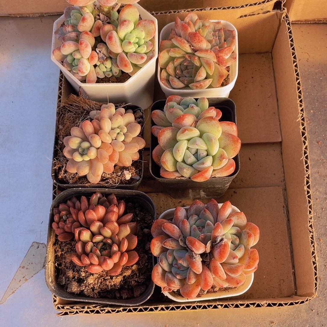 6颗多肉约4-5厘米