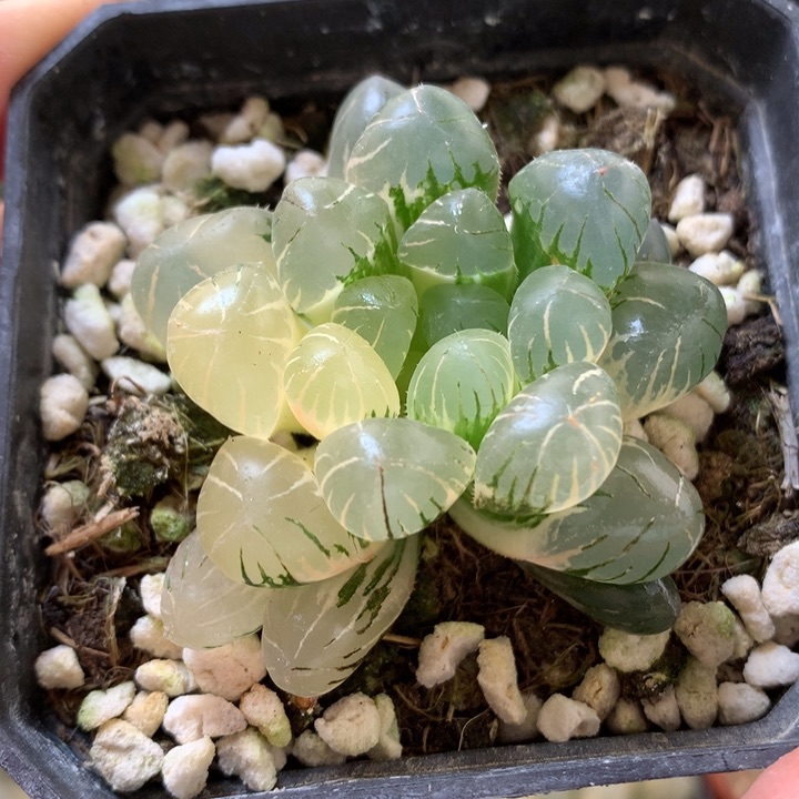 冰灯玉露锦可爱盆土