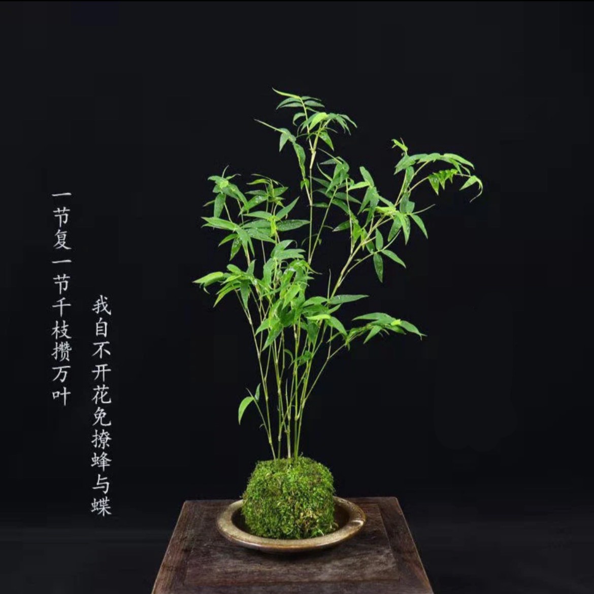 精品竹子盆栽 一物一拍 专用链接  红竹 内门 勒竹 寒竹