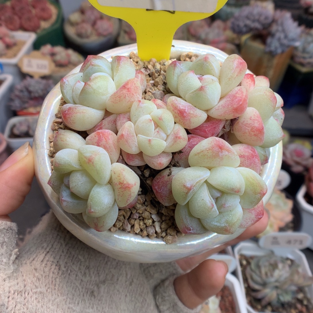 80两颗奶油冰玉多肉植物
