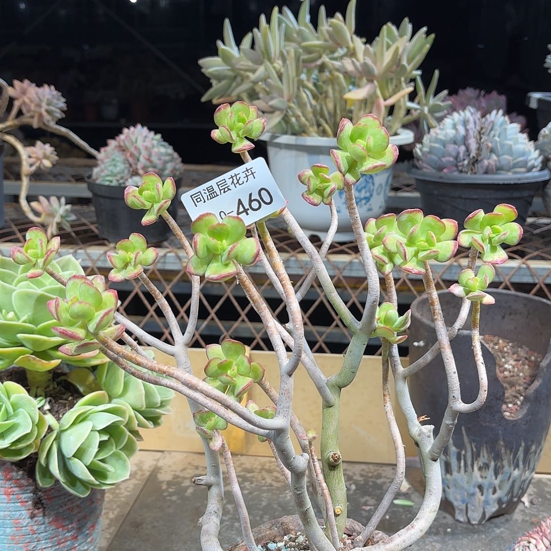 同温层多肉达摩宝珠460