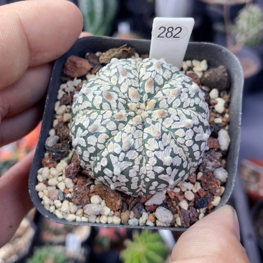 仙人球满28包邮盆5公分