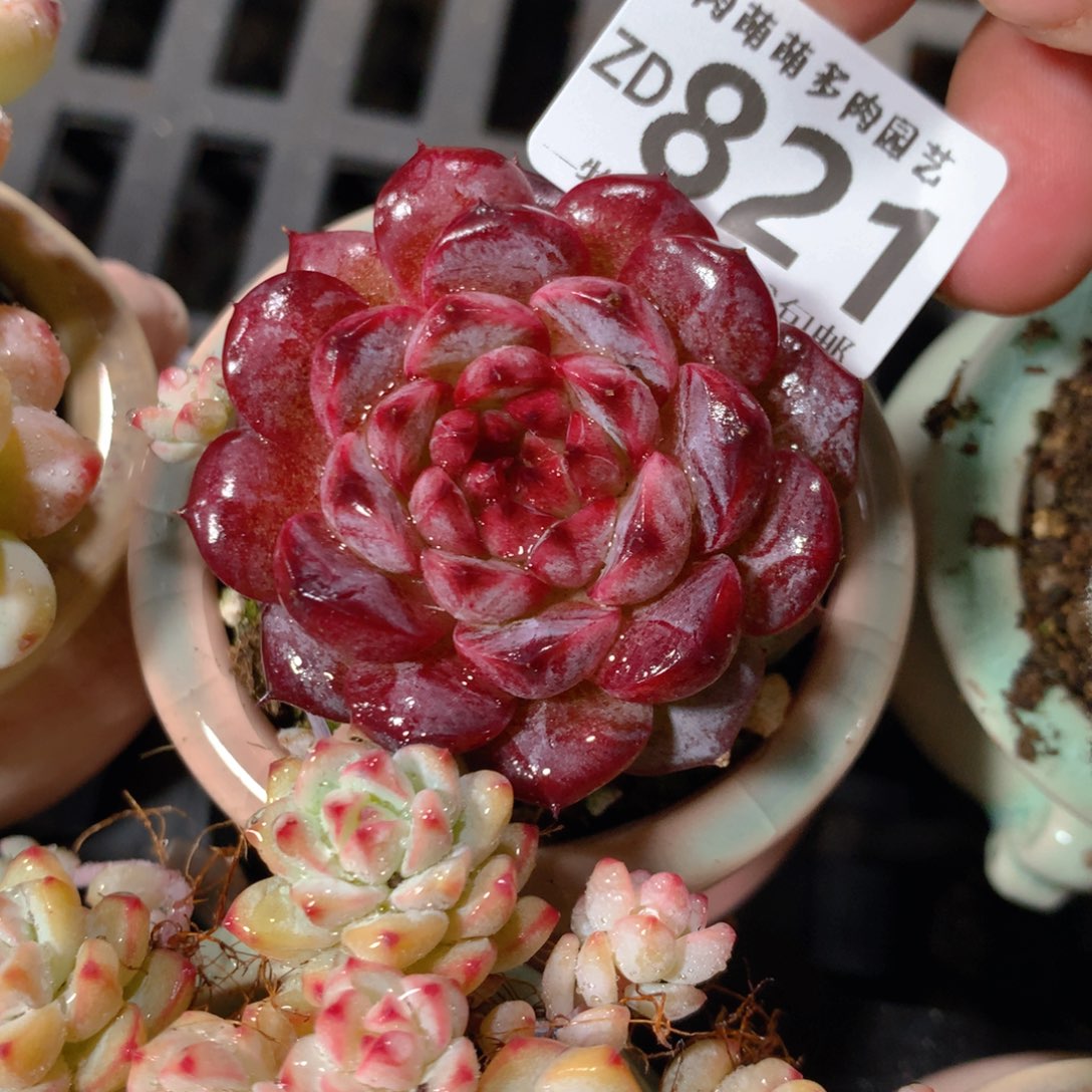 5CM拇指盆精控多肉ZD821