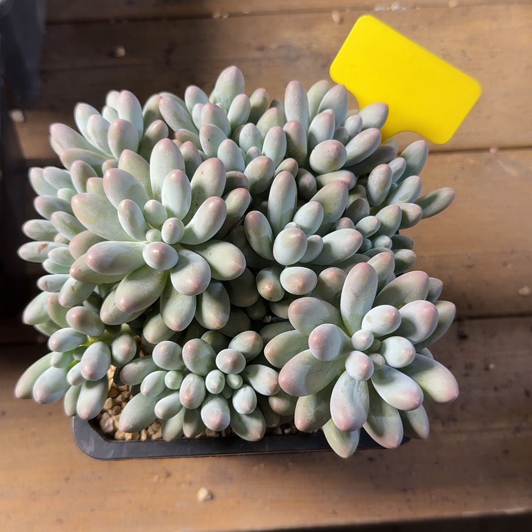 汤圆111111111111111111111